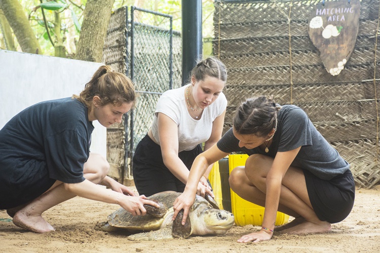 Wildlife Conservation and Animal Care Projects