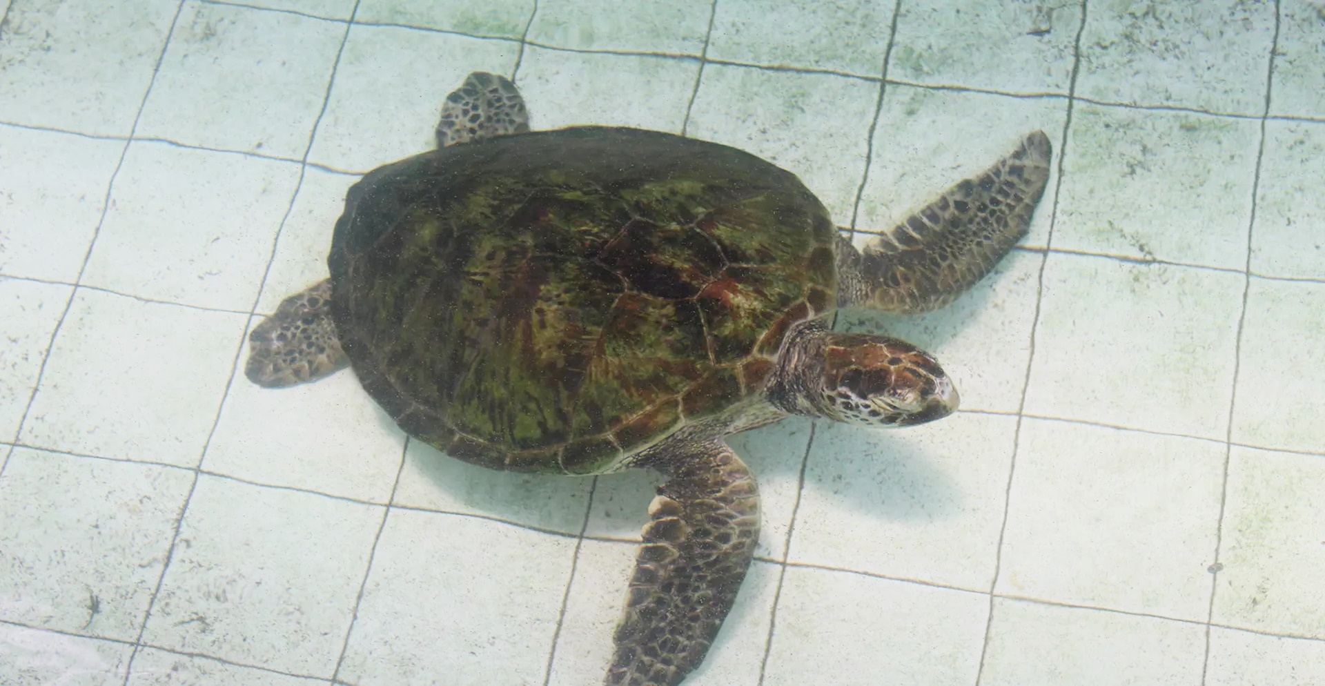 Schildkrötenschutzprojekt auf Bali