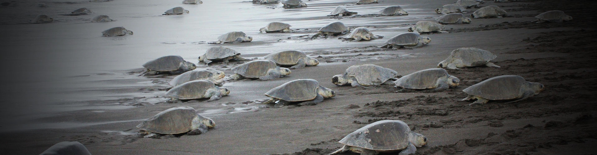 Schutzprogramm für Schildkröten und Faultiere