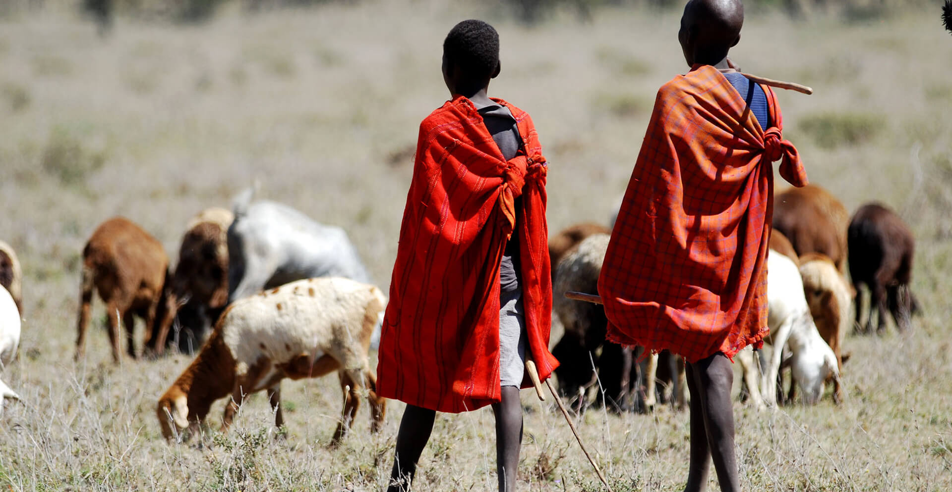 2 dias em Masai Mara juntando-se ao Safari