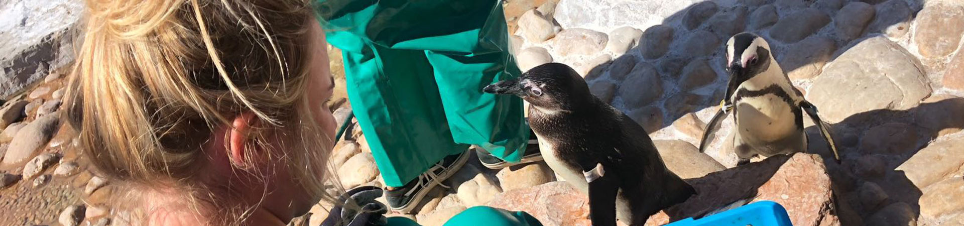 Freiwilliger für das Pinguin- und Meeresvogel-Rettungszentrum