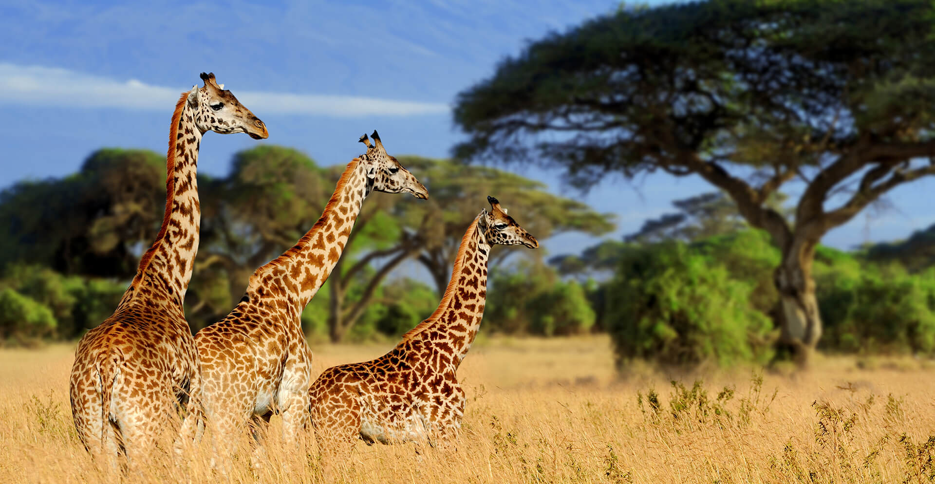 Parco nazionale del Tarangire di 4 giorni, Parco nazionale del Serengeti, Safari al cratere di Ngorongoro