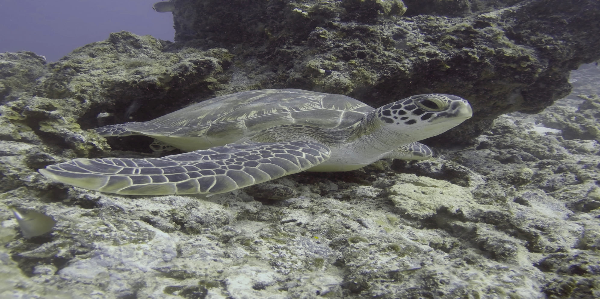 Protect the Sea Turtles in South Tanzania