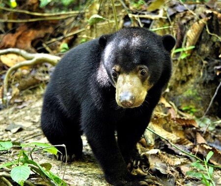 Proyecto de voluntariado para la conservación del oso malayo, Malasia
