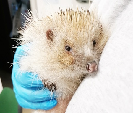 Hedgehog Conservation Volunteering Program in Portugal