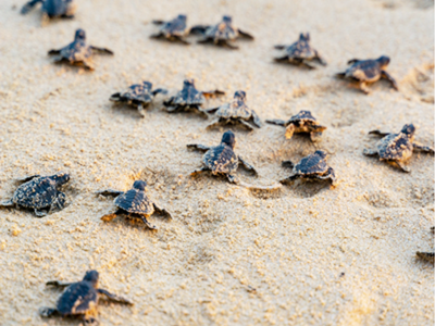 Proteger a las tortugas marinas en el sur de Tanzania