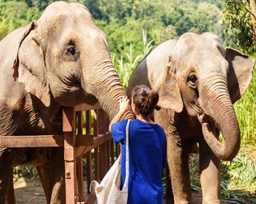 Volontariato speciale di 2 settimane in Tailandia - Elefante e spiagge