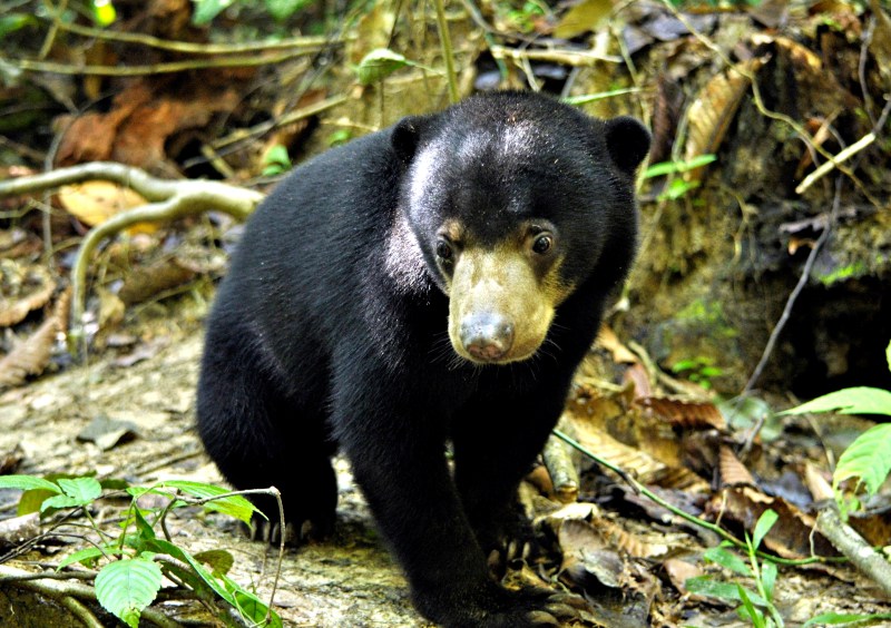 Sun Bear Conservation Volunteering Project Malaysia Volsol