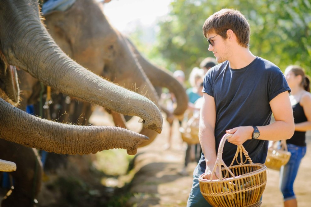 Elephant Volunteering Thailand Chiang Mai Volunteering Solutions 
