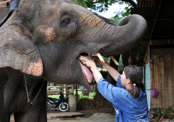 girl-feeding-elephant in Thailand elephant camp