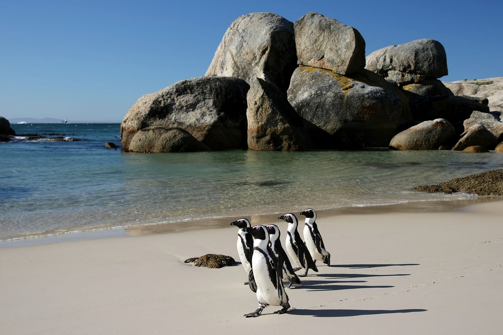penguin rescue project in South africa