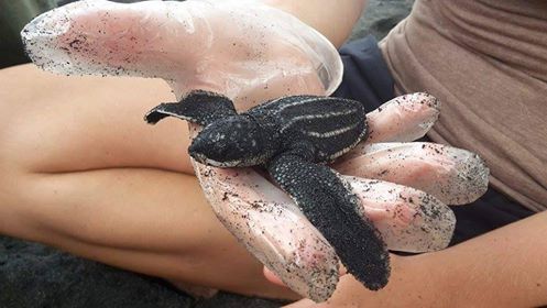 Joanna- Turtle conservation volunteer in Costa rica