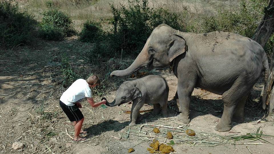 working with elephants in thailand