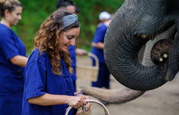 Choose To Volunteer For Elephants During Your Gap Year In Asia