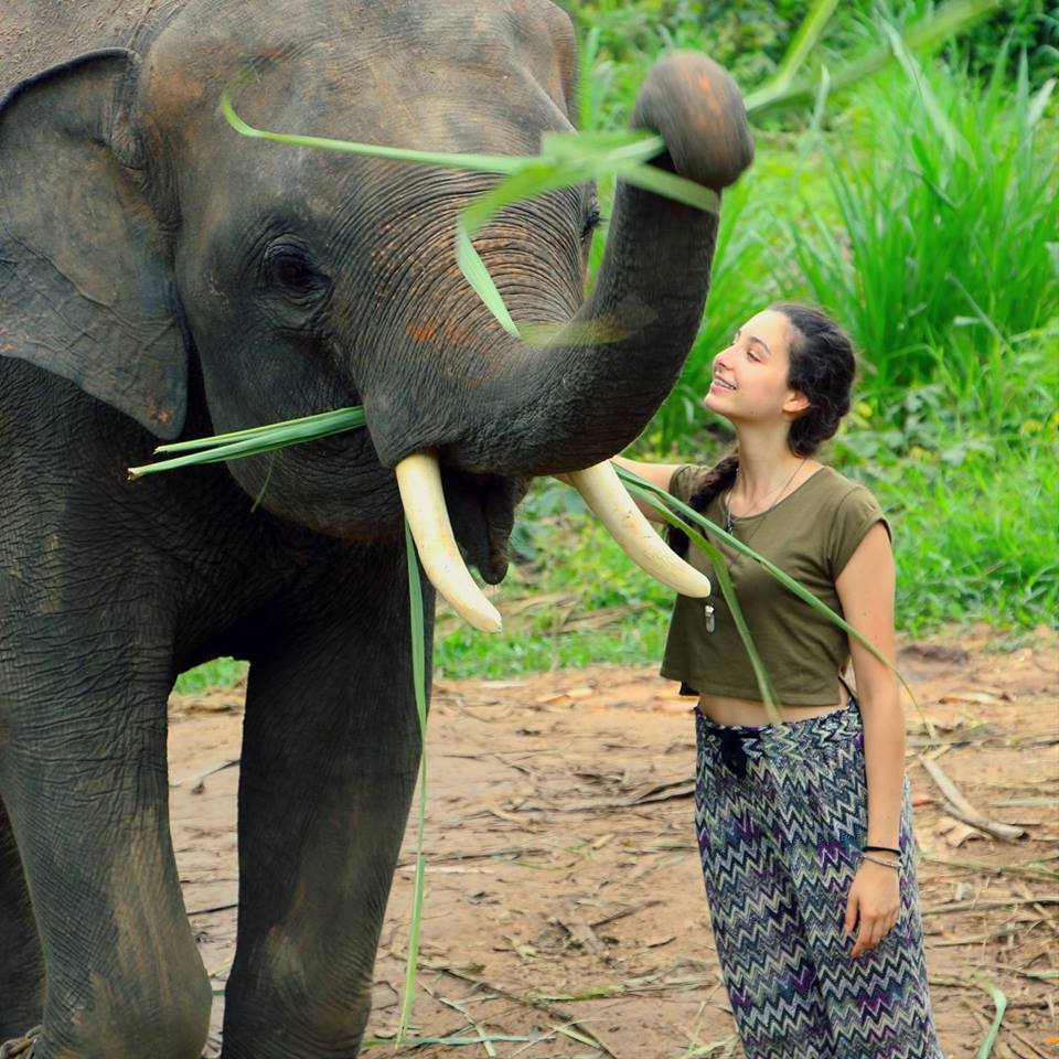 volunteer with elephants in Surin