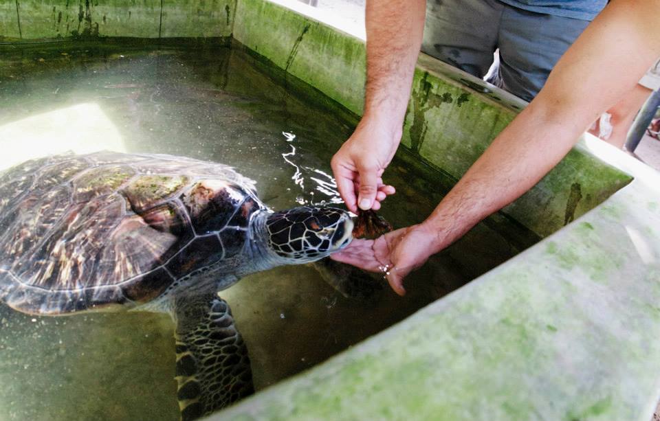 turtle conservation in sri lanka