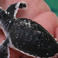 Quiz: Which Conservation Project Should You Join To Volunteer In 2025?