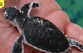Quiz: Which Conservation Project Should You Join To Volunteer In 2023?