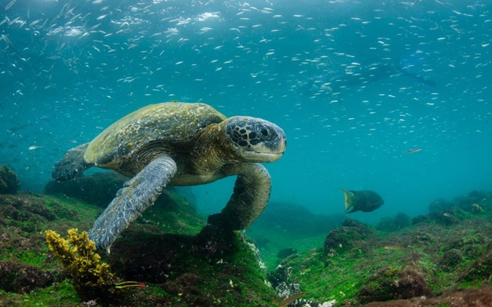 Pacific Green Sea Turtle (Chelonia mydas agassizi), Galapagos Islands, Ecuador