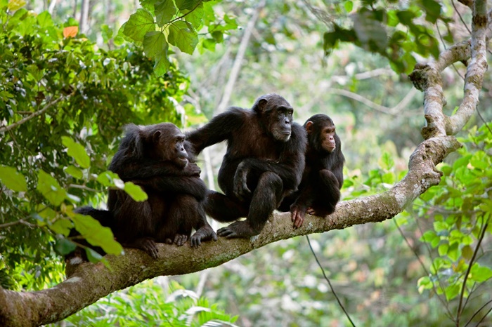 Kibale National Park uganda