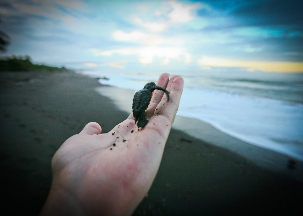 turtle conservation costa rica