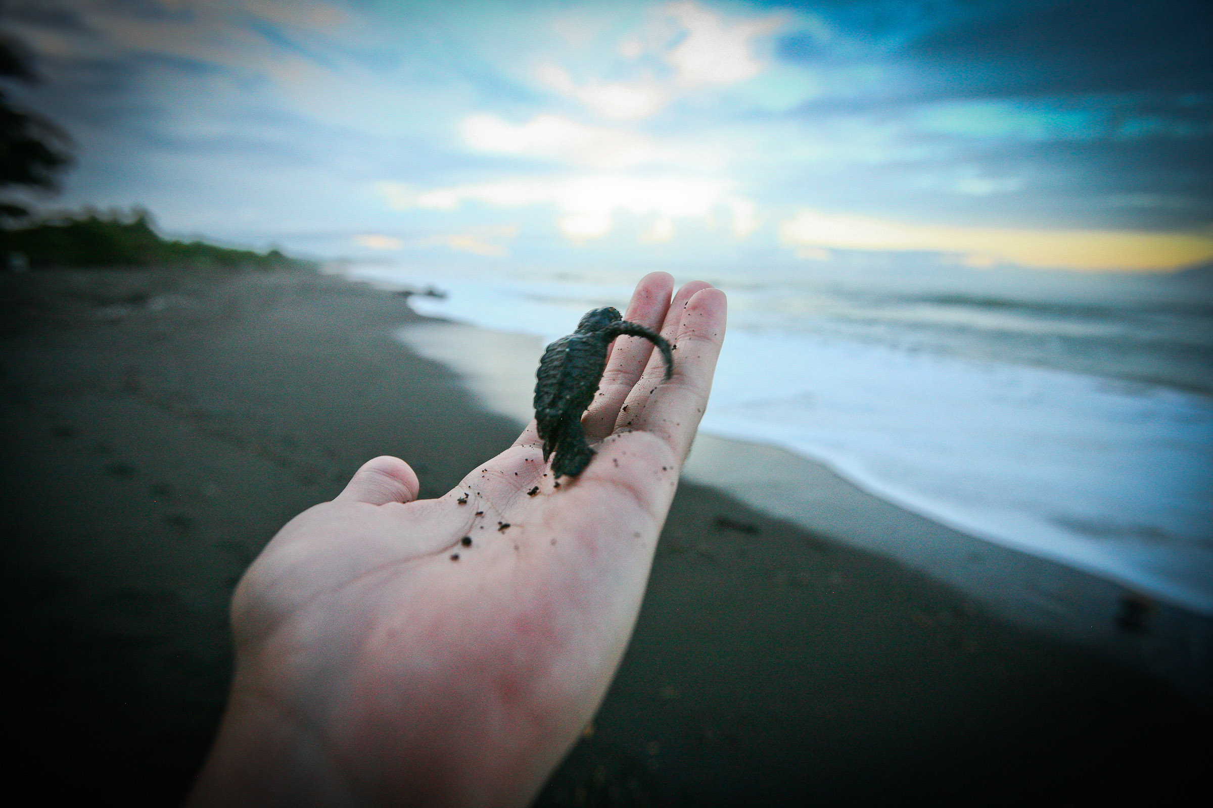 turtle conservation costa rica
