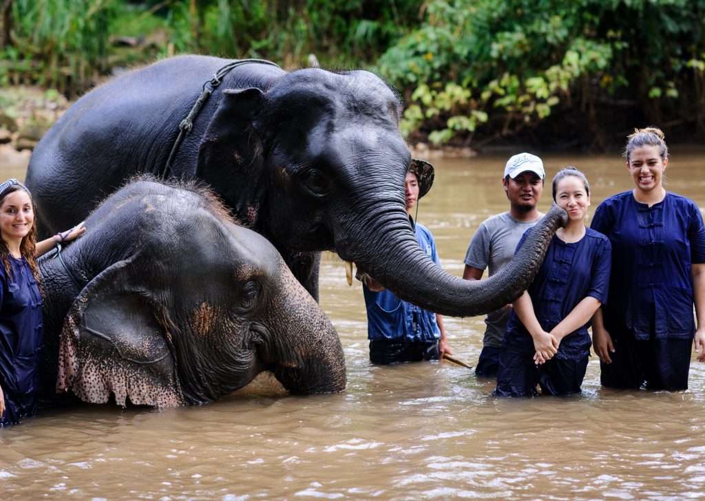 volunteer at an elephant village in Chiang Mai