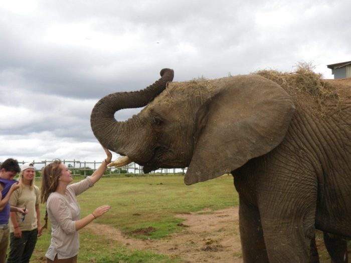 wildlife volunteering in south africa