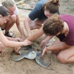 turtle conservation sri lanka