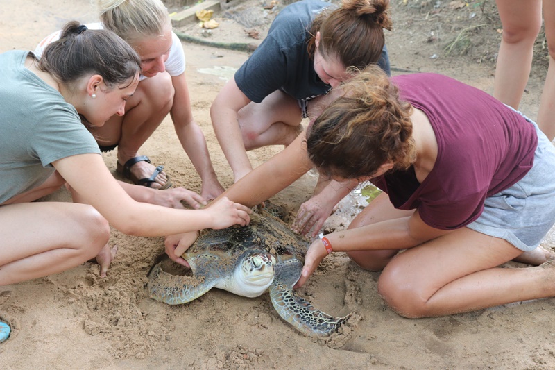 Los mejores programas de voluntariado con tortugas marinas para 2024