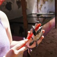 Volunteer in Costa Rica: A Comprehensive Guidebook