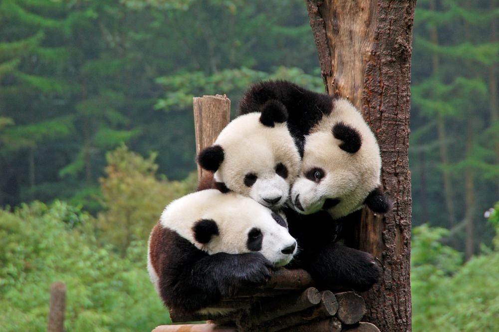 Giant Panda House of Beijing Zoo