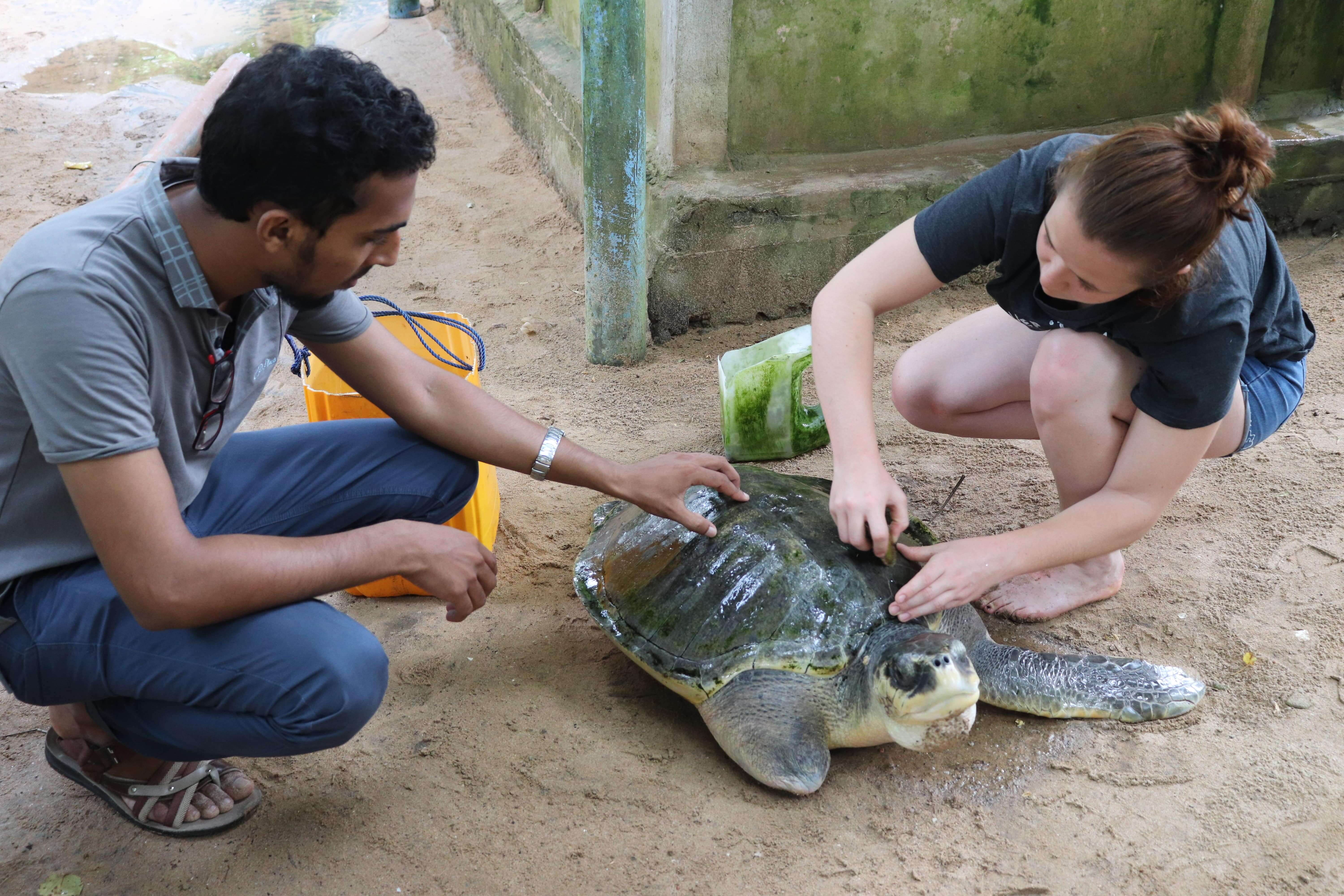 turtle conservation sri lanka