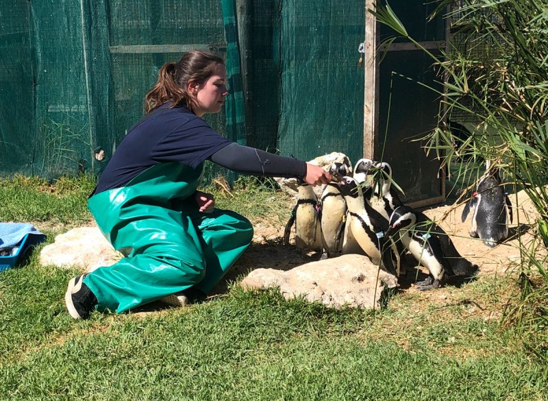 marine and penguin conservation in South Africa