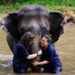 volunteer abroad tips Elephant volunteering Thailand