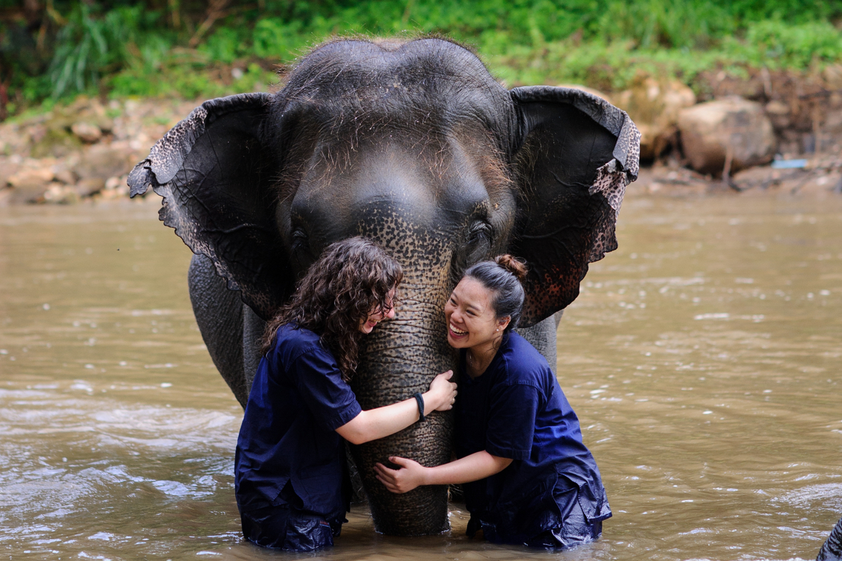 Elephant volunteering Thailand