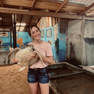 Affordable Sea Turtle Conservation Volunteer Programs Abroad