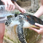 gap year Making a Difference by Volunteering