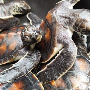 Celebrate Earth Day 2023 By Volunteering For Environmental Conservation Programs