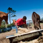 feeding horses