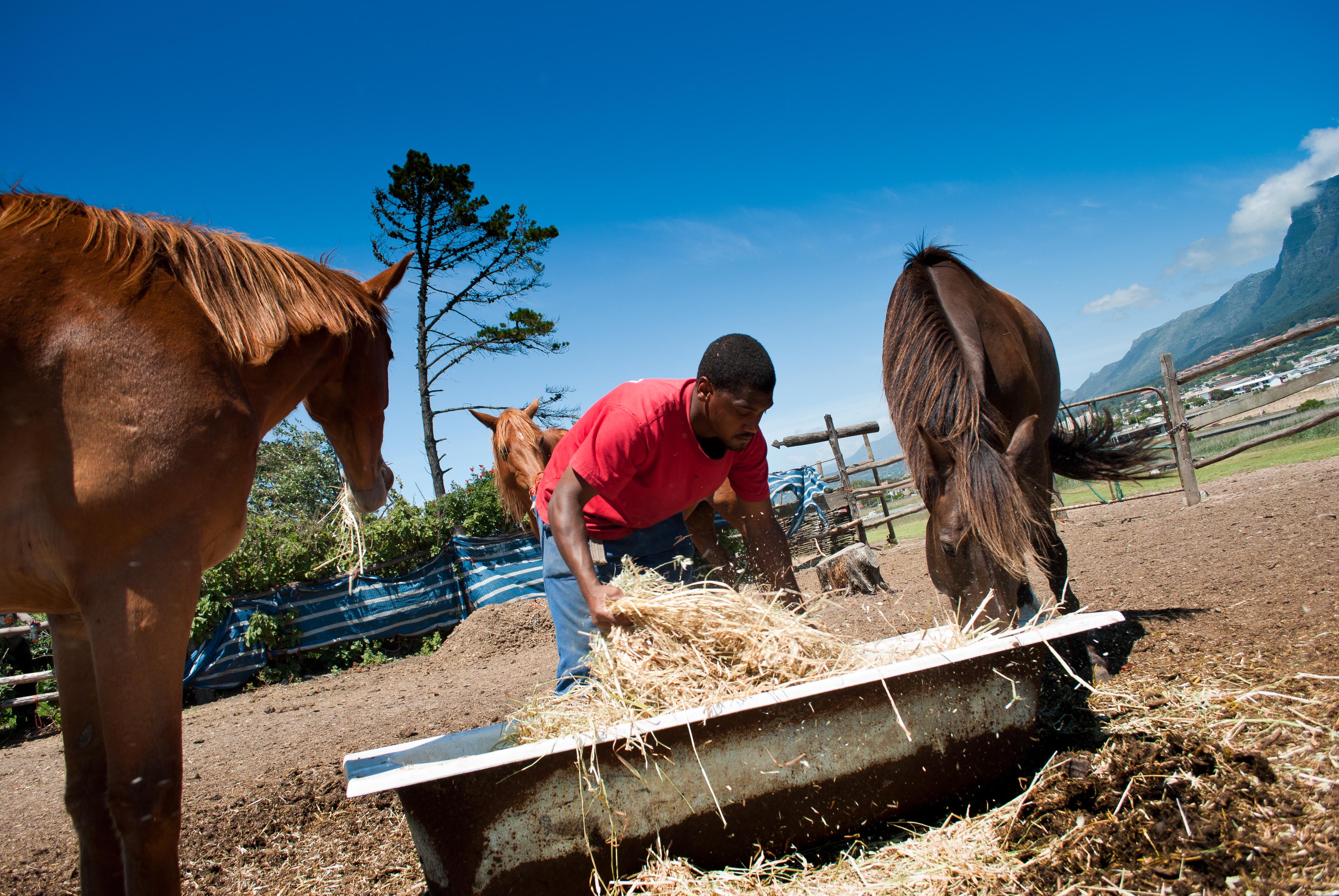 feeding horses