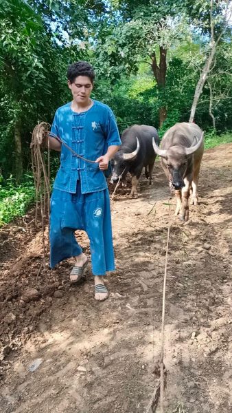 volunteer leading carabaos