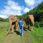 volunteer with elephants