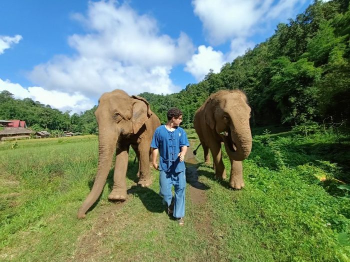 volunteer with elephants