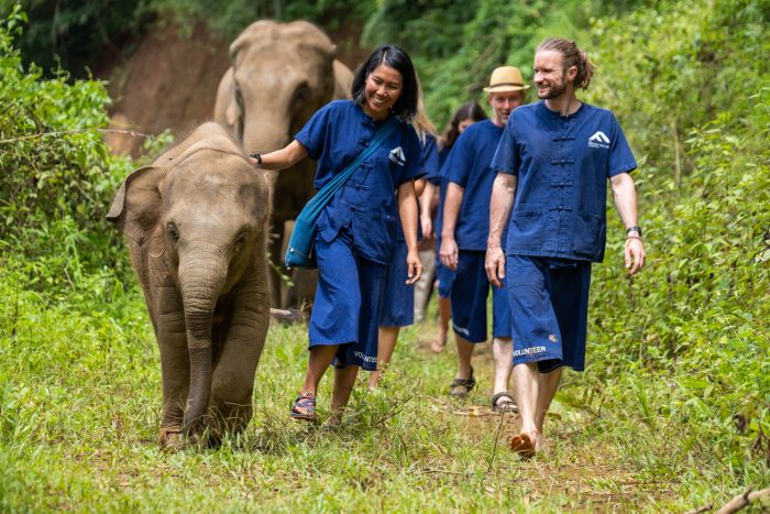 volunteer with elephants