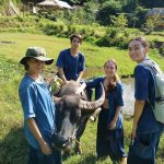 volunteers with water buffalo