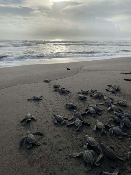 turtles going to the sea