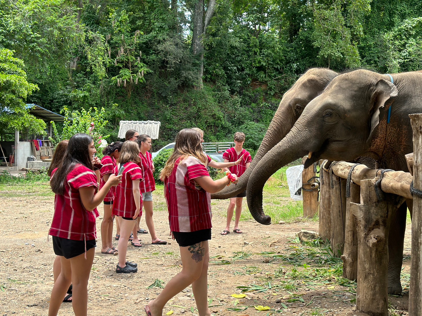 volunteer with elephants