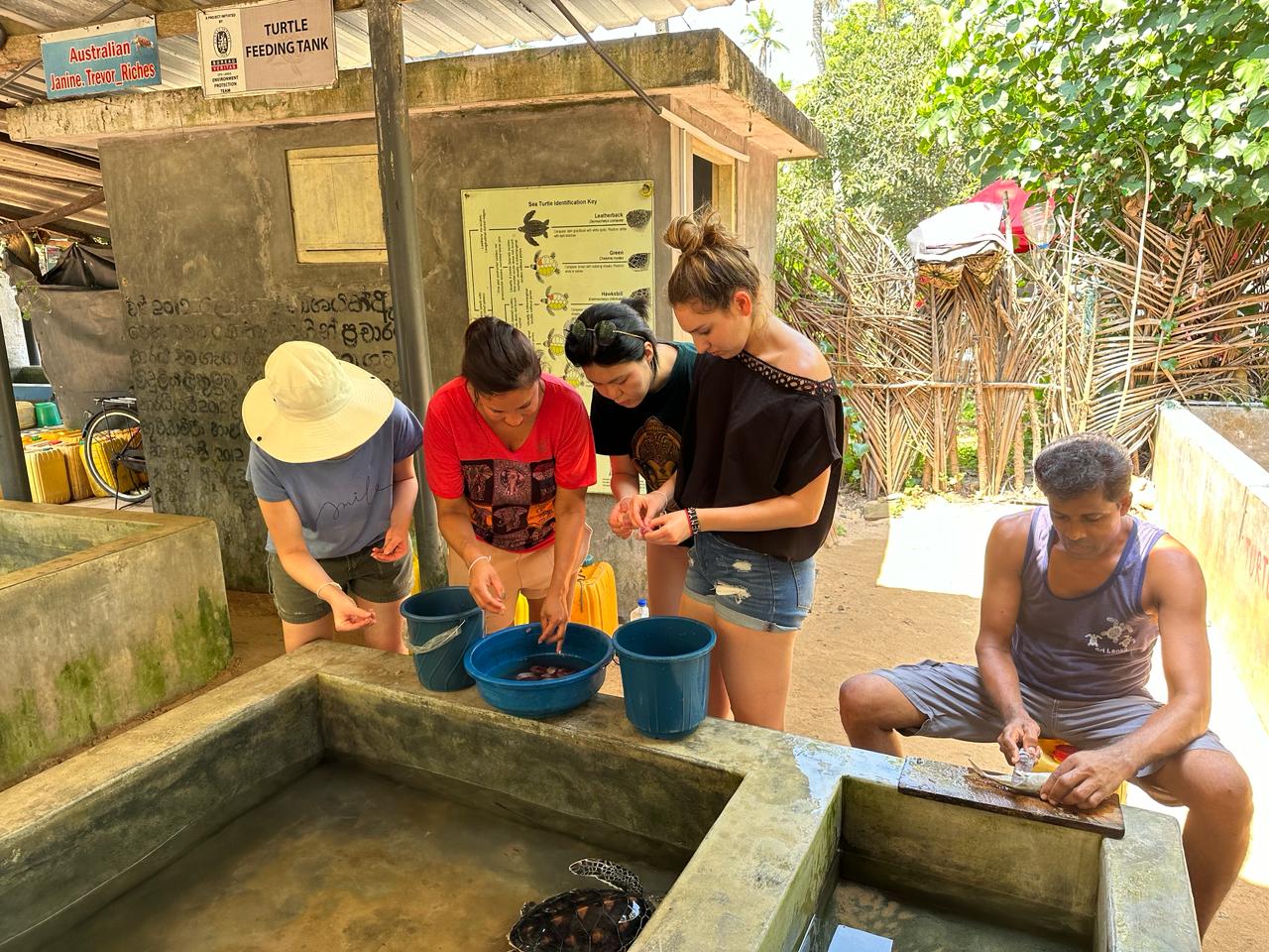 sri lanka turtle conservation