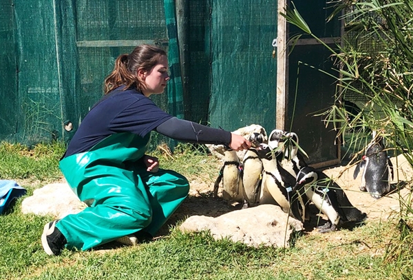 Melhores programas para quem quer ser voluntário com animais na África em 2026